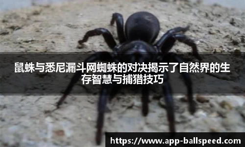 球速体育官网